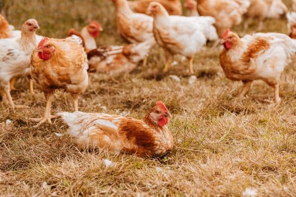 Compassion in World Farming
