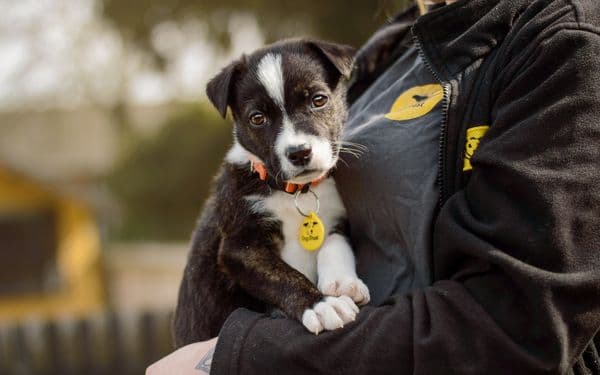 Dogs Trust