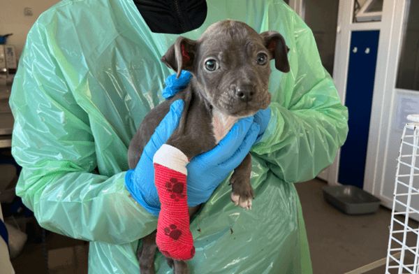 NSPCA