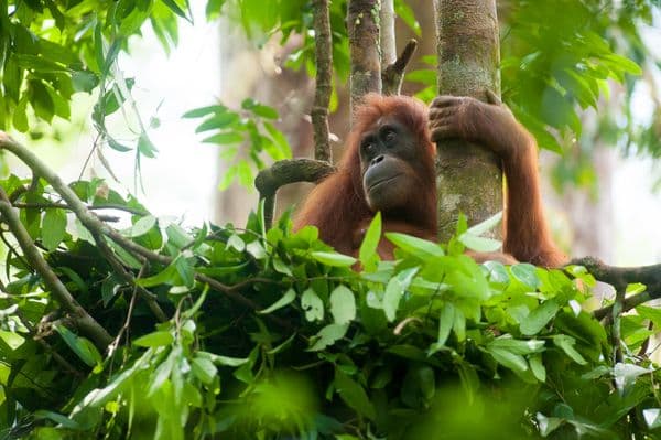 Sumatran Orangutan Society