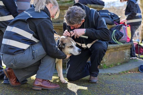 StreetVet