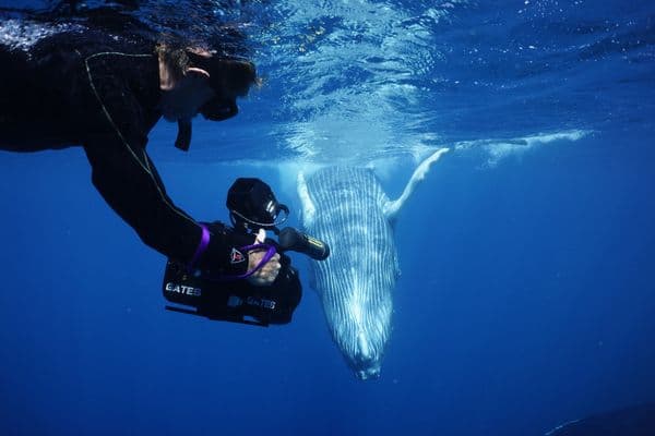 Whales Bermuda