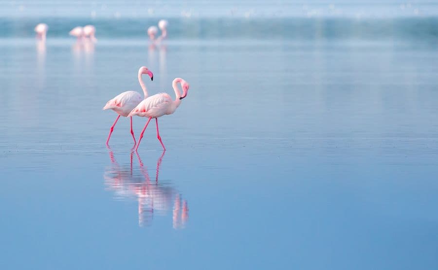 The Fidelis Foundation